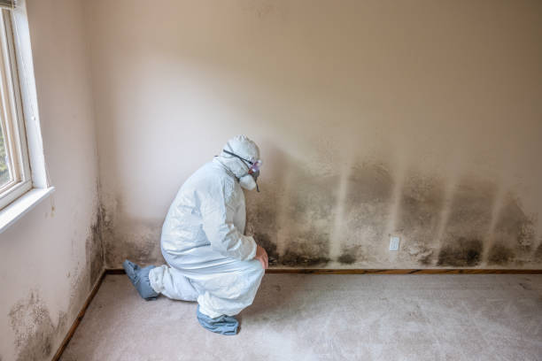 Best Basement Mold Removal  in Middlesex, NC